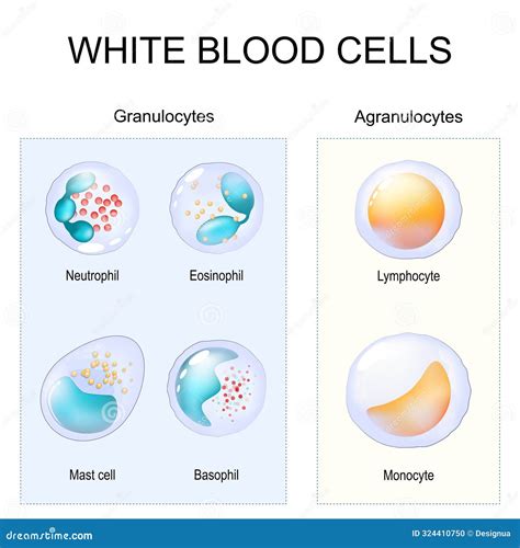 Hematopoiesis Diagram Human Blood Cells Types With Names Scientific