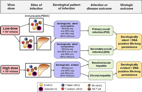 Hepatitis B Virus Pathogenesis