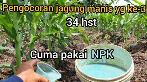 Pemupukan Jagung Manis Yg Ke Hst Dengan Cara Kocor Youtube