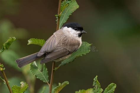 Marsh Tit Poecile Palustris On A Branch Stock Photo Image Of