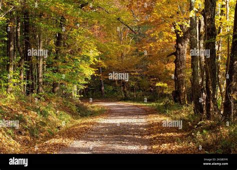 Dirt Country Road Through Forest Area With Vibrant Autumn Leaf Color