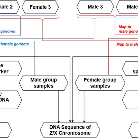 The Workflow For Screening The Sex Specific Dna Markers In Spotted