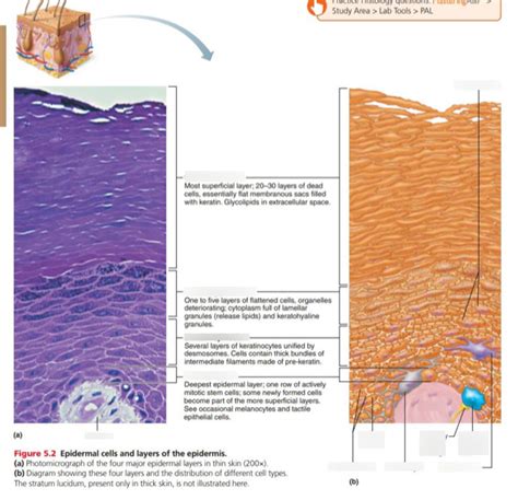 Chapter 5 epidermal cells and layers of the epidermis Diagram | Quizlet