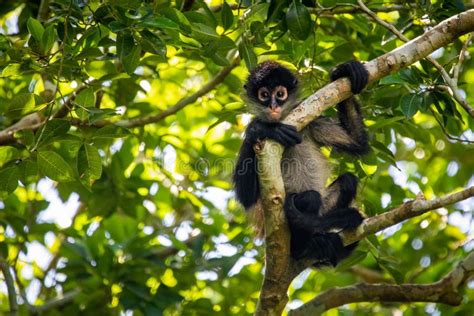 Cute Adorable Spider Monkey Close Up Natural Habitat in Jungle Stock Photo - Image of branch ...