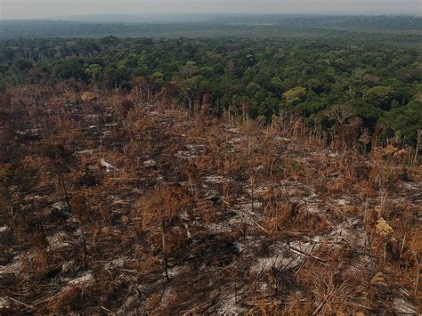 MapBiomas Desmatamento No Brasil Cresceu 20 Em 2021