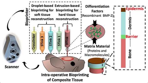 Skin and bones repaired by bioprinting during surgery | Penn State ...