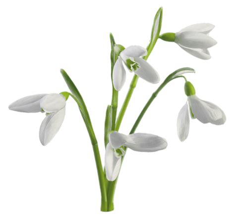 Multiple Snowdrops Flowers transparent PNG - StickPNG