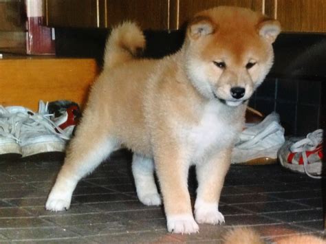 The Nihon Ken: Shiba Male Puppy