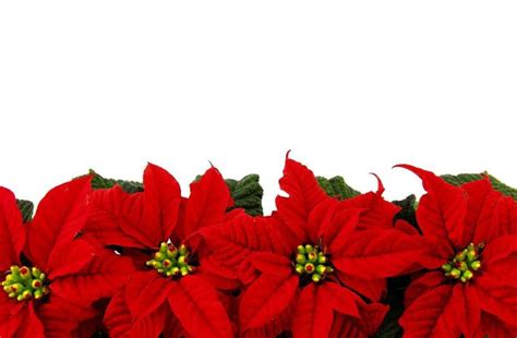 Poinsettia Wallpapers Wallpapersafari