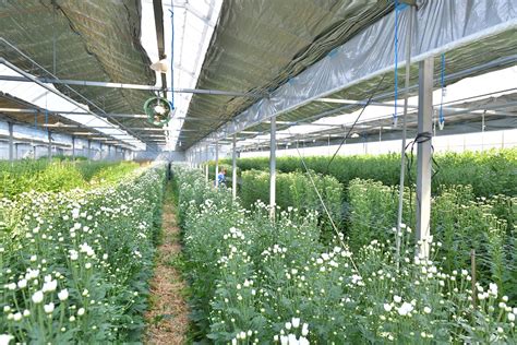 スマイルファームスズキ・農園案内｜静岡県浜松市の菊農家