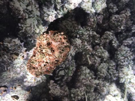 Gg4 Aka Gorilla Glue Original Glue Gorilla Glue 4 Glue Sticky Glue Weed Strain Information