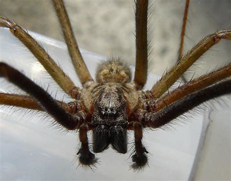 Giant Spider~ Eratigena Duellica Bugguidenet