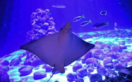 Ocellated Eagle Ray Aetobatus Ocellatus Swims Editorial Stock Photo