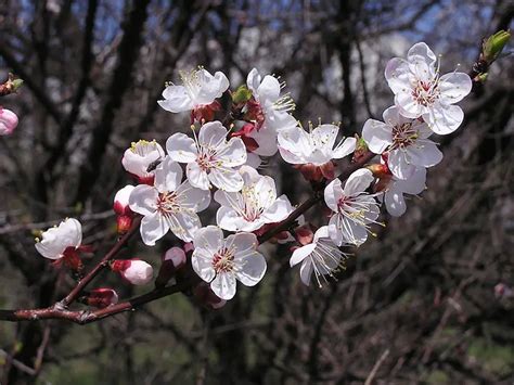 Prunus (Prunus) – A to Z Flowers