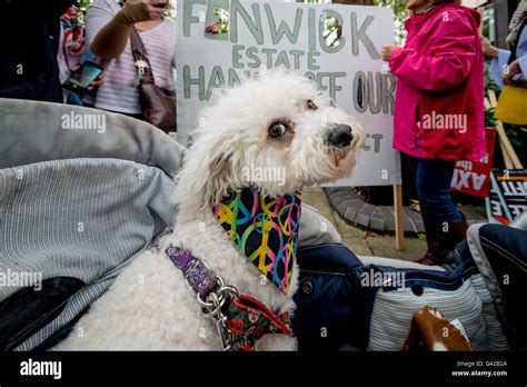 London: Protest against Yulin Dog Meat Festival outside Chinese Embassy ...