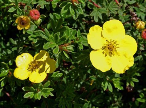 Лапчатка кустарниковая Хэчменс Гигант/Potentilla fruticosa Hachmann's ...