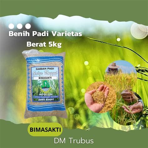 Jual Benih Bibit Padi Bima Sakti Jumbo Bimasakti Original Kualitas