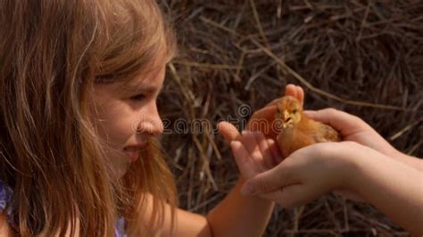 Mignonne Petite Fille Aux Cheveux Longs Touche Le Mignon Poulet Avec