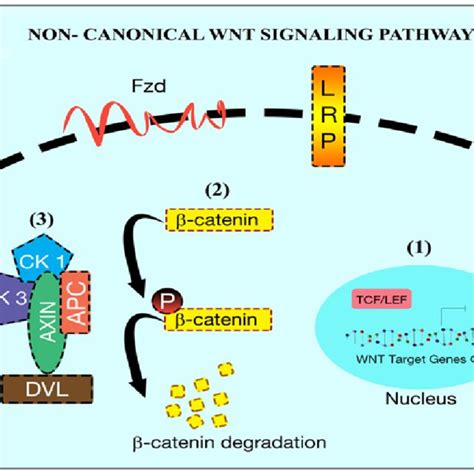 Non Canonical Wnt Signaling Pathway In The Absence Of Wnt Signaling