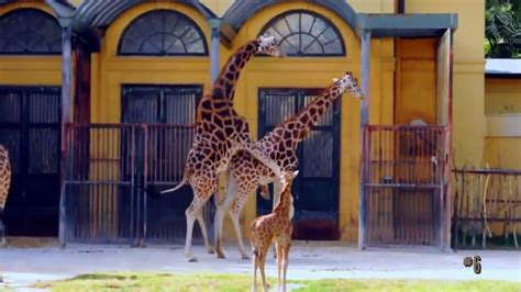 Giraffes Mating On The Sixth Try This Male Giraffe Succeeds And Why It