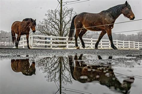 A Many Horse Town Uconn Equine Program Offers Diverse Programming For