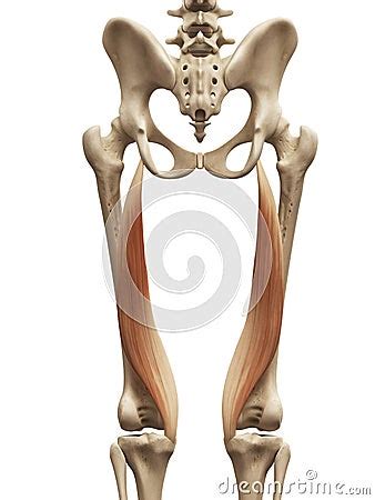 The Semimembranosus Stock Illustration - Image: 45575845