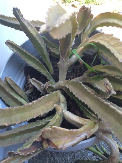 Starfish Flower Carrion Flower Stapelia Gigantea This Plant Appears