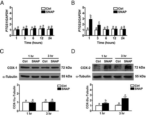 The NO Donor SNAP Induces COX 2 Expression In SVOG Cells A And B