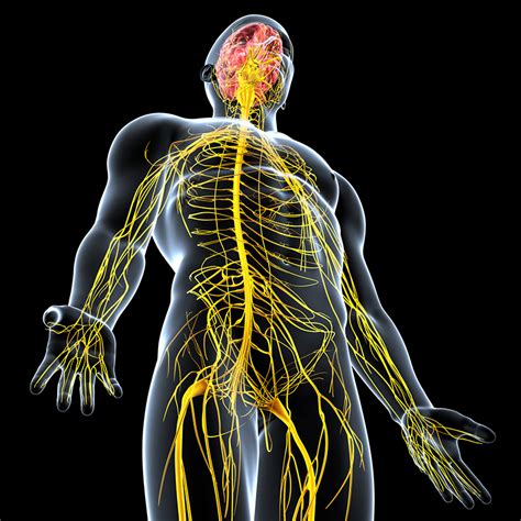 Electrical Signals Could Provide Insights On Inflammatory Diseases ...