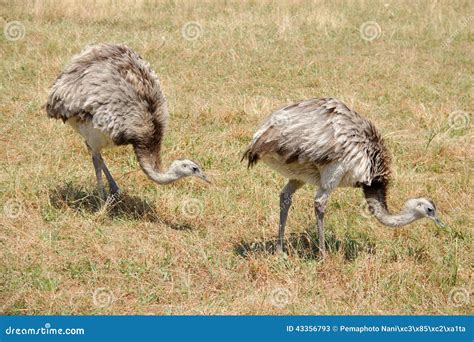 Two Ostriches Stock Image Image Of Emus Farm Policy 43356793