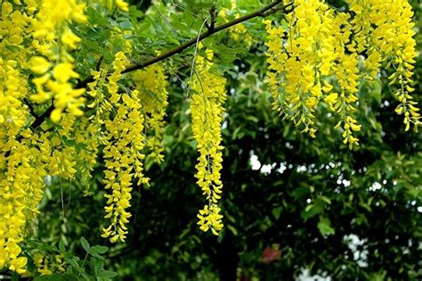 每日花語：4月30日金鍊花 同日之星張宇（圖） 每日頭條