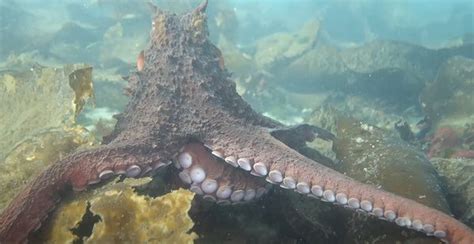 Giant Octopus Surprises Scuba Diver With A Hug