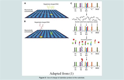 Avens Publishing Group Microarray Based Genotyping A Review