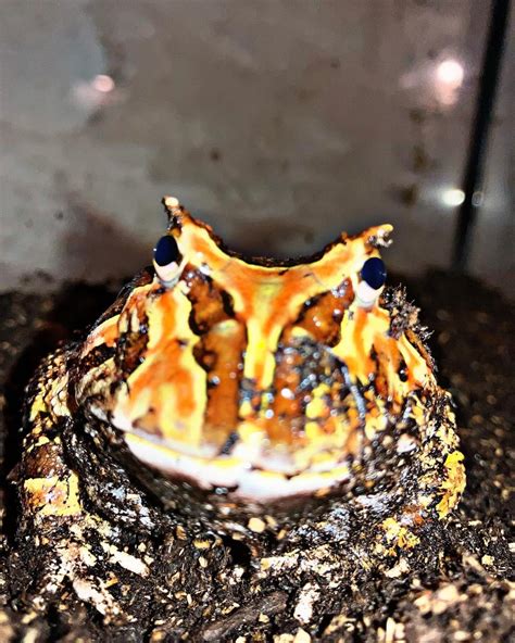 My Pac Man Frog Sable Out From Her Burrow Hole 🕳️ 🐸 Rpacmanfrog