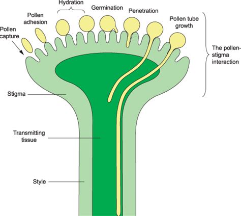 Diverse Cell Signalling Pathways Regulate Pollen‐stigma Interactions The Search For Consensus