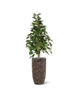 Ficus Exotica Plante Artificielle Deluxe 180 Cm Vert Maxifleur