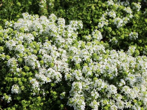 Frühblühender Thymian Albiflorus Beste Sorten And Stauden Wissen