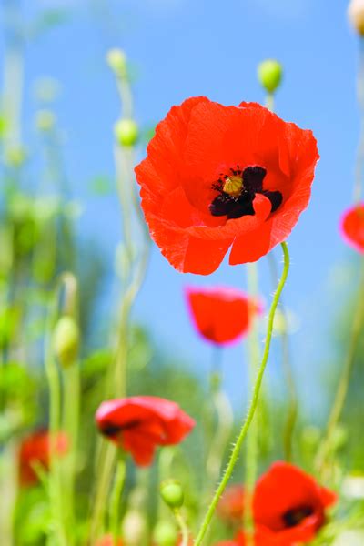 National Poppy Day® May 25 2018