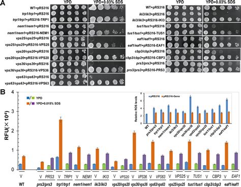 Introducing The Conresponding Genes Back Into The Mutants Surpress