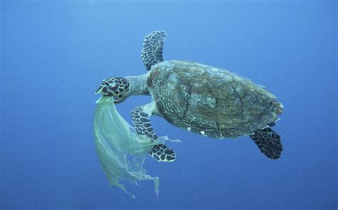 Koliko živali umre zaradi plastike Žurnal24