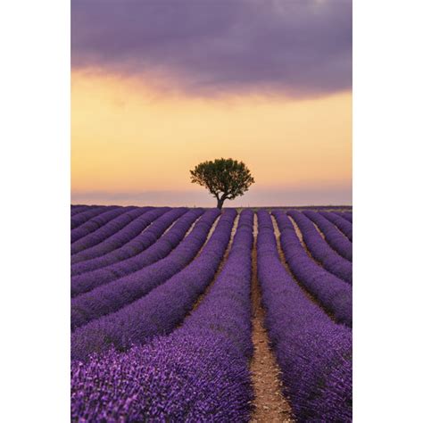 Ebern Designs Purple Lavender Field Of Provence At Sunset Wayfair Canada