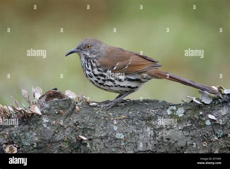 Long Billed Thrasher Toxostoma Longirostre Stock Photo Alamy