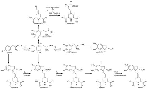 Simple Scheme For The Biosynthetic Pathway Of Betalains Adapted From