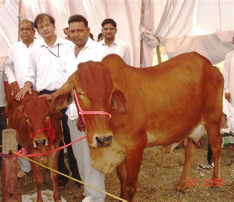 Sahiwal Cattle In Cattel Fair Karnal 2008 DALIP GOSAIN Flickr