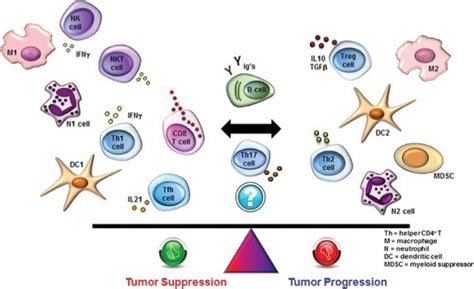 tils     important international tils working