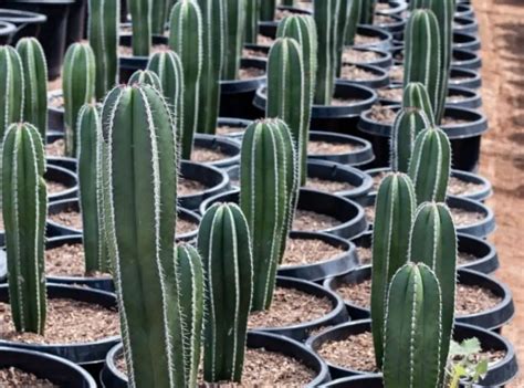 How Do Cactus Reproduce There Are 2 Ways Succulent Thrive