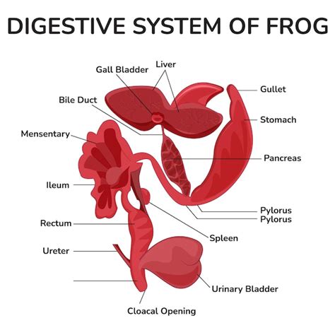 Sistema Digestivo De Rana Vector Premium 42000 The Best Porn Website