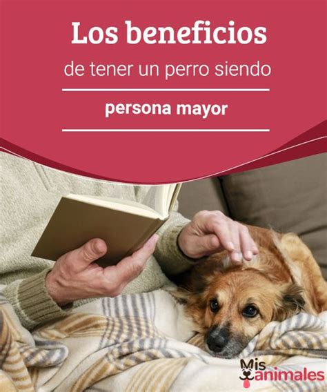 Los Beneficios De Tener Un Perro Siendo Persona Mayor Perros Cuidar