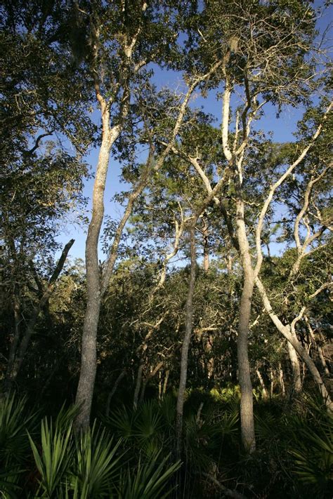 picture coastal forest flora