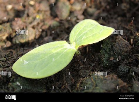 Courgette Seedling With Just Two Leaves Also Known As A Zucchini Grow Your Own Vegetables